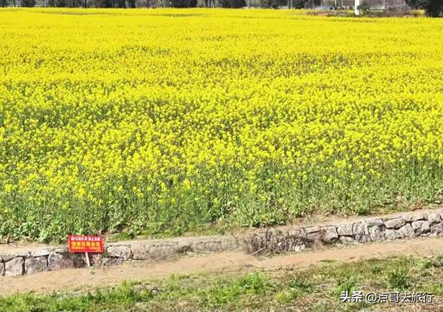 成都南三环附近最大油菜花田，天然观景台，视野非常壮观！