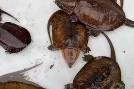 养龟：究竟是穷三代还是富三代？真相来了图片