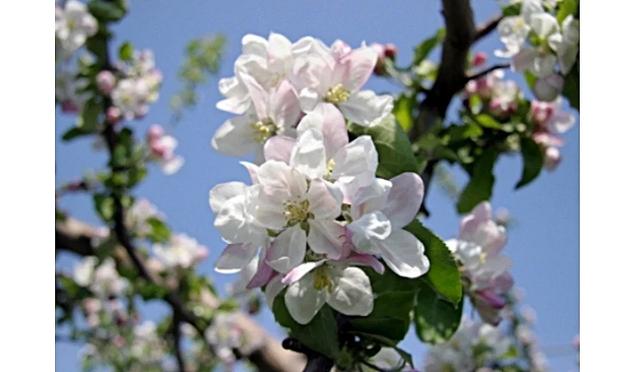 奈良县的代表动物不是鹿？日本47都道府县「县花・县动物」图鉴