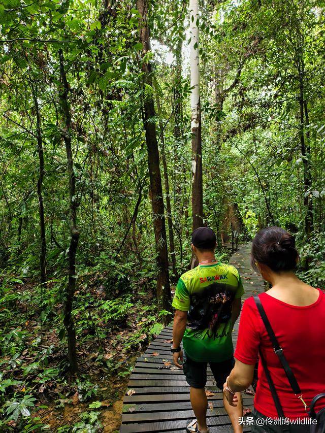 马来西亚(31)砂拉越州⑤姆鲁山canopy树冠高空漫游