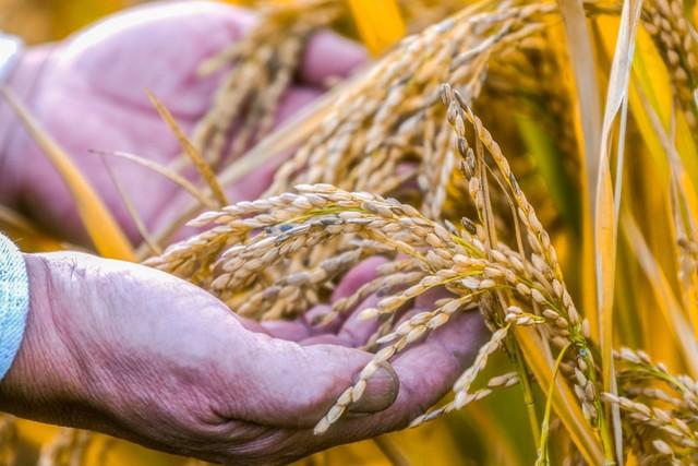 中美刚签大豆订单，不到72小时，再送川普大礼，背后战略耐人寻味