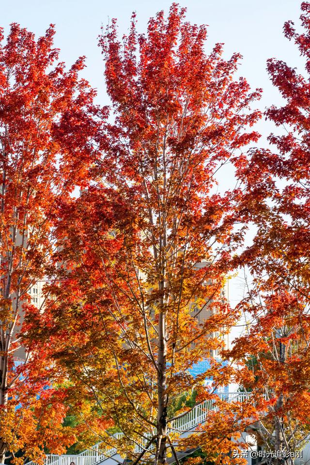 在正太广场，捡一片秋，装下整个城市的温柔！