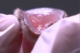 养鹿卖鹿茸年入百万？明明那么赚钱，为什么没有几个人养？图片