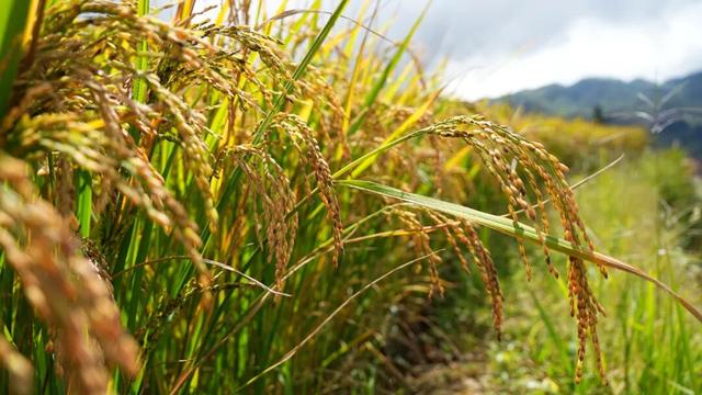 来元阳泼水“浇”个朋友，再把米香带回家