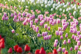 踏青赏花正当时！上海各区春日花事卷起来了，一起来看→图片