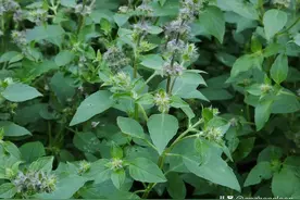 什么是九层塔 ，和荆芥、薄荷的区别图片