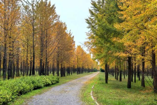 立冬时节，来顺义赴一场银杏之约