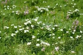 西乌珠穆沁旗： 芍药花开正当时图片