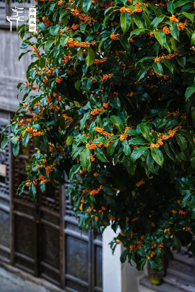 花样秦淮｜秋桂