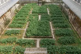 浙江一大学花坛种菜，学生摆摊瞬间抢空：好看又好吃图片