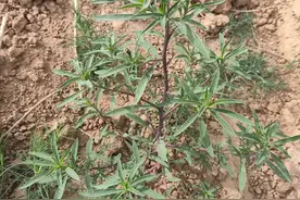 五月挖到地肤赚翻了！能吃能入药，错过真的亏大了！图片