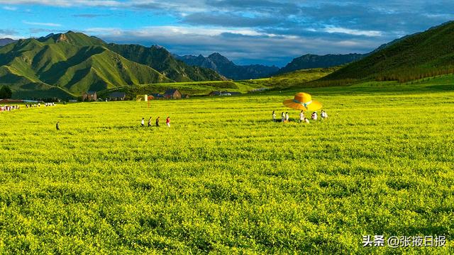 张掖民乐：祁连山下万亩油菜花开引客来