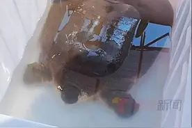 比熊猫还稀有！广东男子救下70斤“国宝神兽”鼋，全球不足200只图片