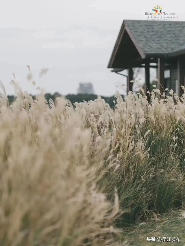 周末去打卡丨来吴江，“捡秋”！