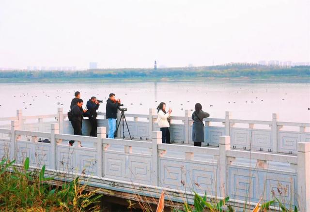 初冬限定!观鸟、彩叶、遛娃一站式,承包全家 “零负担” 快乐