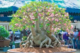 沙漠玫瑰的养殖方法，记住4点，长出大象腿，开满小粉花图片