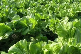 老漳州记忆：百姓三餐的往事图片