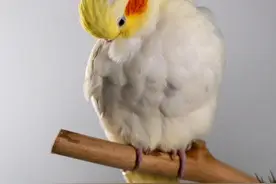 玄凤鹦鹉饲养避坑指南：新手7招养出暖心小宝贝图片