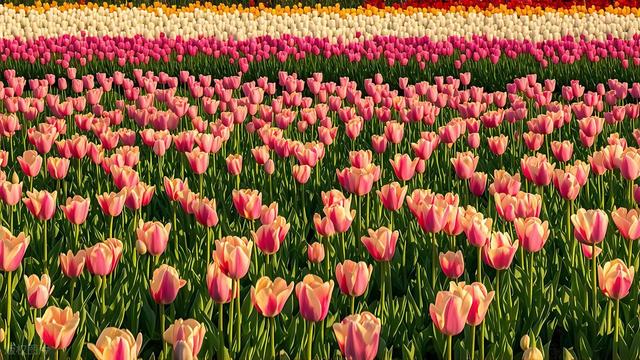 550万株正开！藏在安徽旷野上的郁金香花海，多彩又免费，可露营