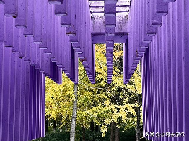 成都市区最大银杏林，金黄如海超壮观，不要门票，地铁公交直达！