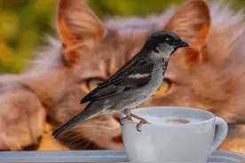 冯渊：如果猫遇到鸟图片