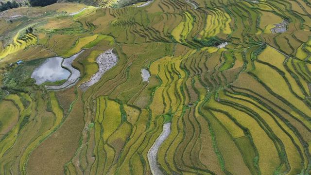 探秘“三遗产” | 哈尼梯田：不止绝美景观，生态服务守千年