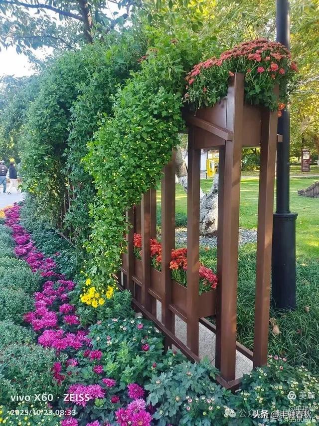 菊绽秋阳里，暗香绕中山｜申艳娟