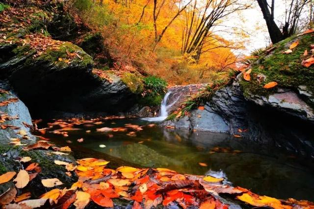 成都出发2.5h刹拢最绝红叶之城！秋色媲美九寨，一城吃够三省美食！更有山林温泉泡过瘾！