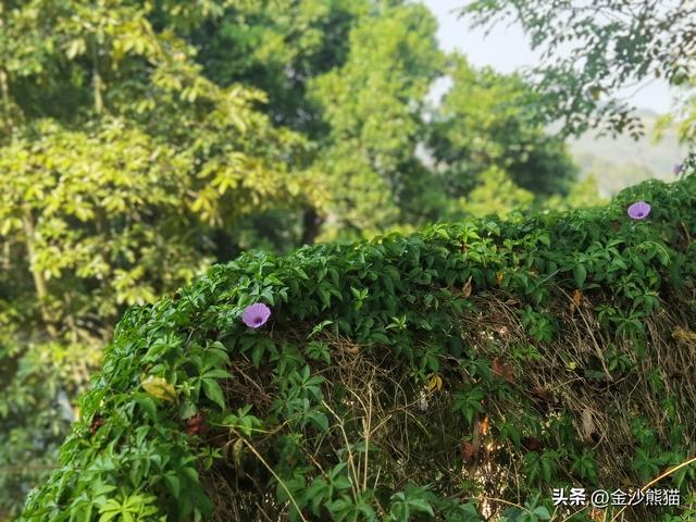 从福建漳浦到广东饶平 蜜柚真甜 双龙连续三年千里骑双骑9