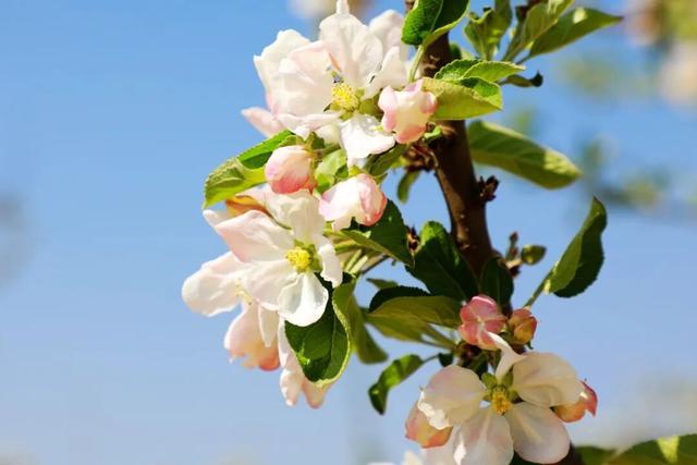 以花为序，礼县邀您共赴一场春日之约~