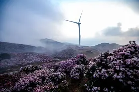 贵州六盘水：万亩野生杜鹃花进入最佳观赏期图片