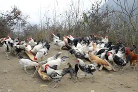 鹊山鸡好吃？还是土鸡好吃？看完这篇，你心里就有数了图片