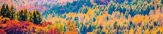 安图之秋,一场被山风吻过的诗篇