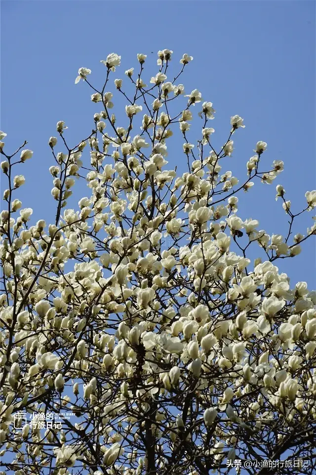 别去广仁寺挤了！西安小众古寺，藏着全城最高的玉兰，人少景美