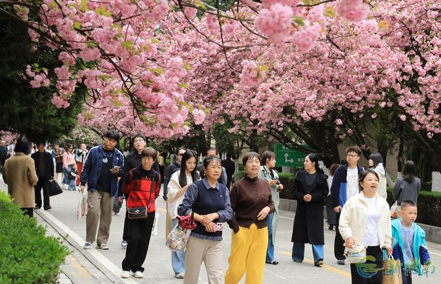 徽县：樱花节会醉游人
