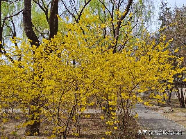 北京公园赏花记