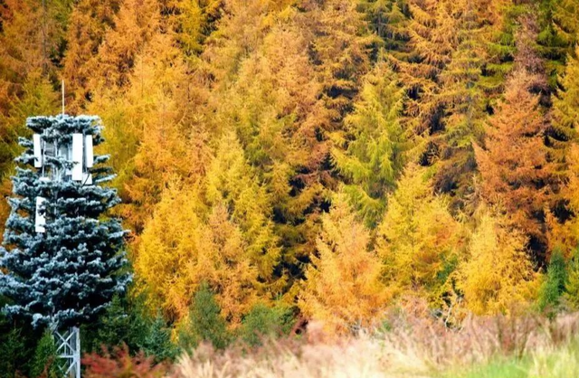 最佳观赏期！雅安的红叶彩林“封神”啦！