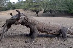 6口生吞一只猴，如此厉害且恐怖的科莫多巨蜥，为何会濒临灭绝？图片