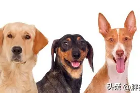 宠物狗可以吃剩菜剩饭吗？除了狗粮哪些可以作为主食呢？图片