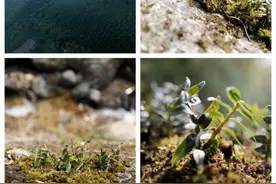 童涵春堂：立足源头产区，以道地品质树立行业新标杆图片