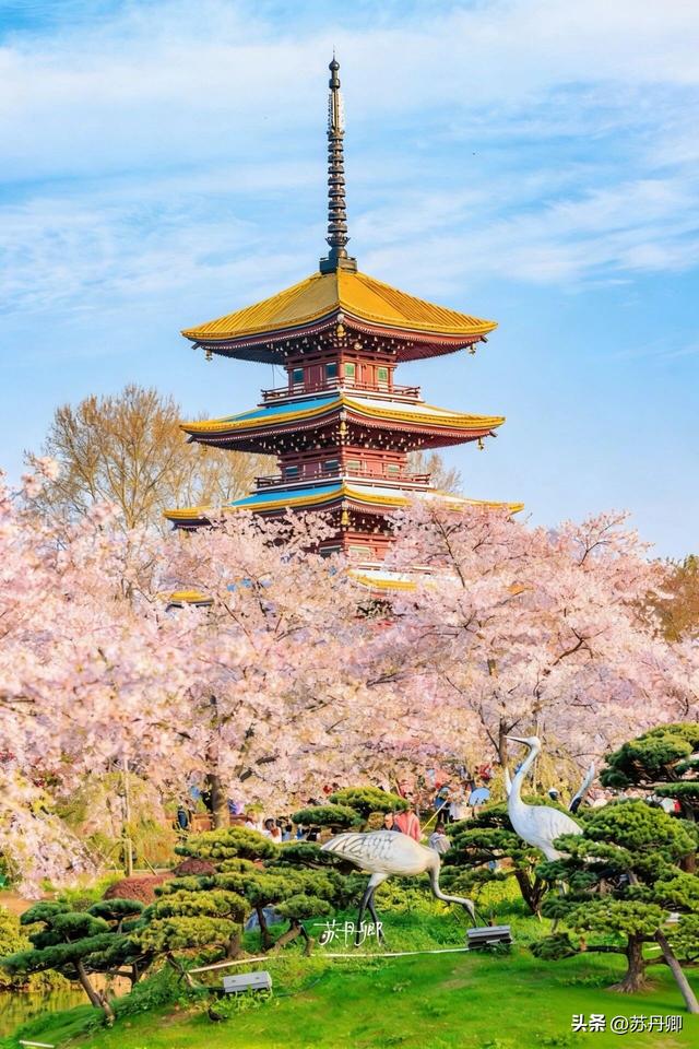 武汉赏樱攻略请收藏！除了武大和东湖，还有这些免费打卡地哦