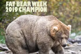 熊可以冬眠，人为什么不行？图片