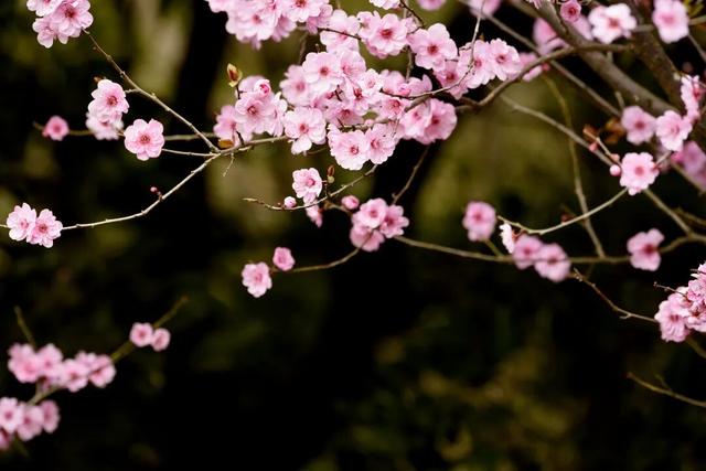 超值！植物园这片美人梅开men了