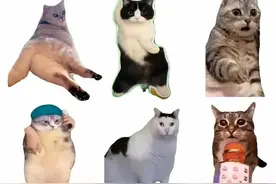 猫meme？快看！好可爱的猫咪们啊，我的心都要融化掉了图片