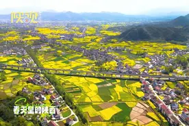 汉中油菜花最佳观赏期提前图片