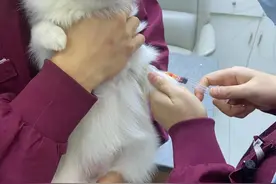 养博美需谨慎，十个博美九个心脏病❗❗❗图片