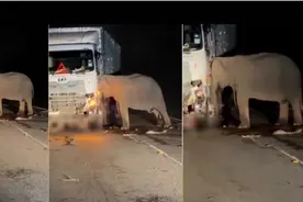 5岁小象凌晨被撞身亡，母象悲愤交加头抵卡车7小时守到天亮！图片