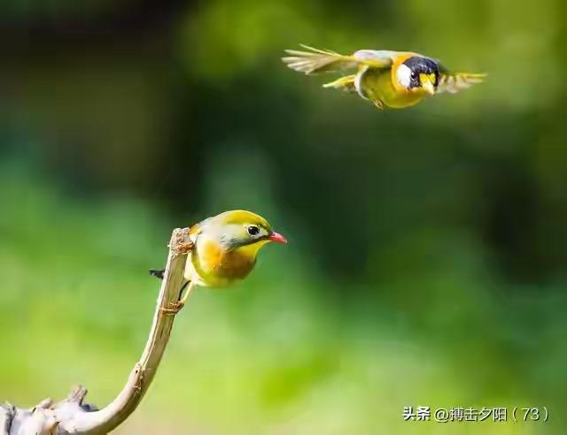 赴日机票免费退，风向变了。