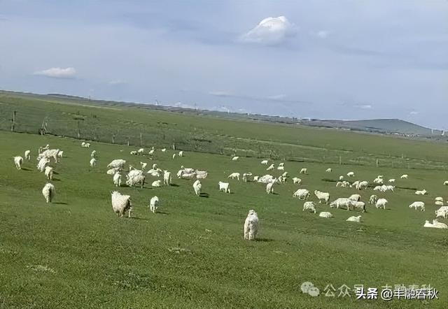 辽阔的乌兰布统草原｜ 李芳