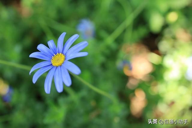 用佳能微距镜头拍出精美“花卉微距写真”的秘诀!